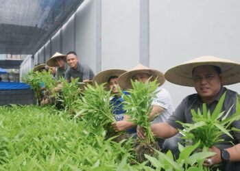 Lapas Kerobokan Panen Kangkung dan Pakcoy, Bukti Warga Binaan Mampu Mandiri