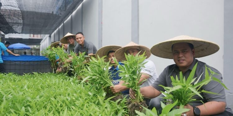 Lapas Kerobokan Panen Kangkung dan Pakcoy, Bukti Warga Binaan Mampu Mandiri