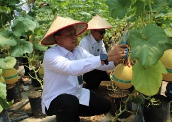 Panen 1 Ton Melon Inthanon di Lapas Banyuasin, Wujud Nyata Program Kemandirian