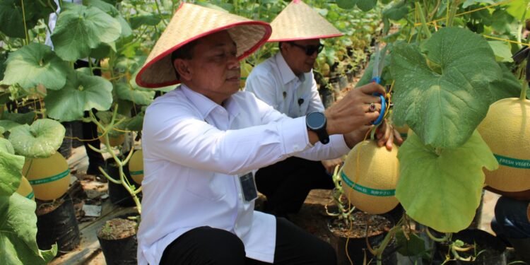 Panen 1 Ton Melon Inthanon di Lapas Banyuasin, Wujud Nyata Program Kemandirian