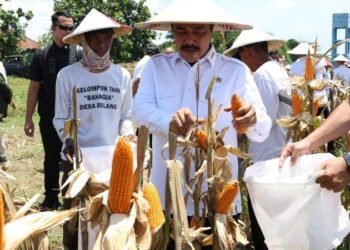 Menteri Imipas Pimpin Panen Raya di Sidoarjo: Bukti Nyata Kemandirian Pangan