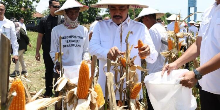 Menteri Imipas Pimpin Panen Raya di Sidoarjo: Bukti Nyata Kemandirian Pangan