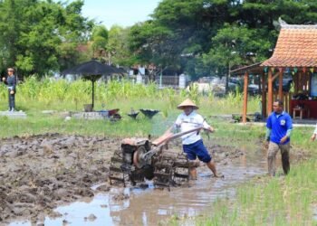 Kalapas Banyuwangi Turun ke Sawah! Aksi Inspiratif di Lahan SAE Pakis Jadi Sorotan Publik
