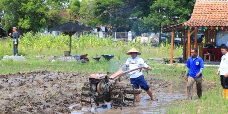 Kalapas Banyuwangi Turun ke Sawah! Aksi Inspiratif di Lahan SAE Pakis Jadi Sorotan Publik