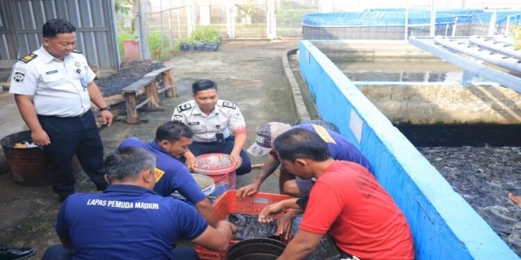 Panen Lele Lapas Pemuda Madiun Capai 61 Kg, Dukung Kemandirian Pangan Warga Binaan